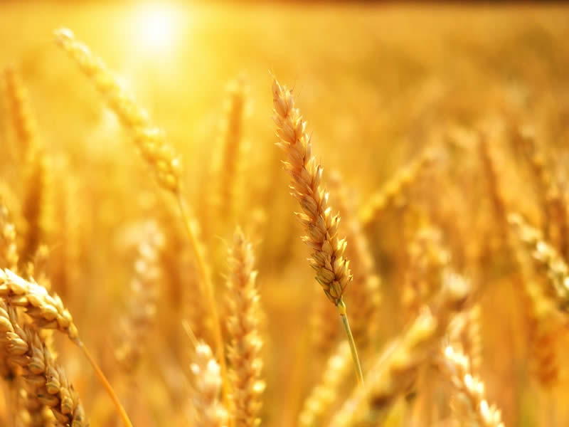 苹果园秋季生产技术指导意见